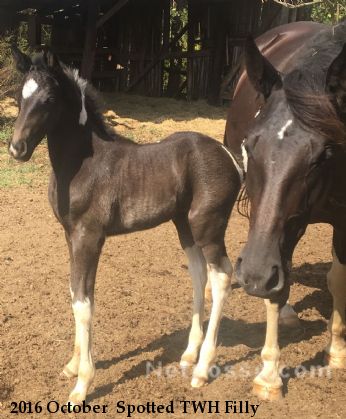 2016 October  Spotted TWH Filly